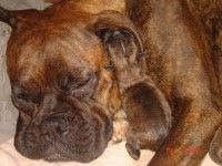 /album/literalia/chula-y-sus-cachorritos-jpg/